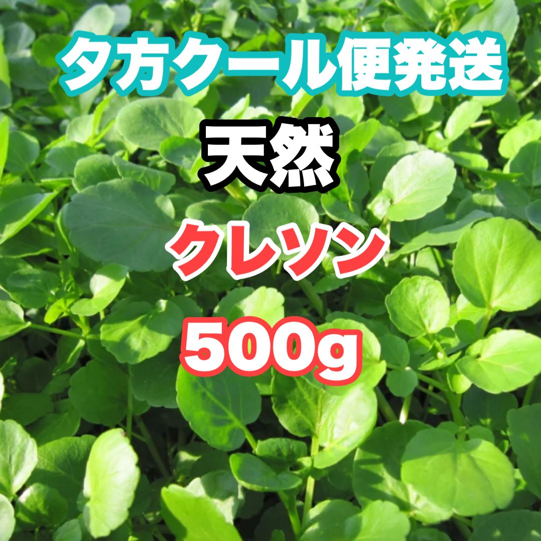 天然クレソン５００ｇ - 野菜