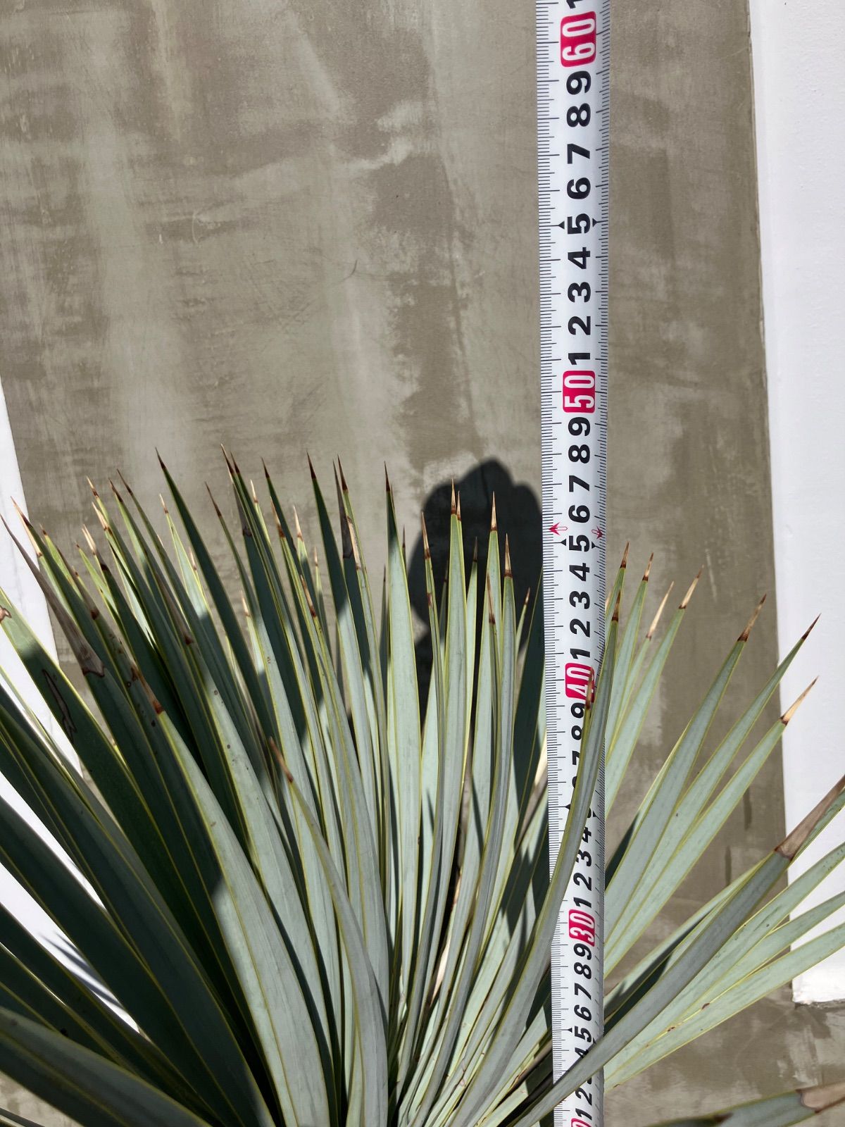 ユッカ マルデヌベス ロストラータ 良型 WWW_GEBZETESISAT_COM_TR