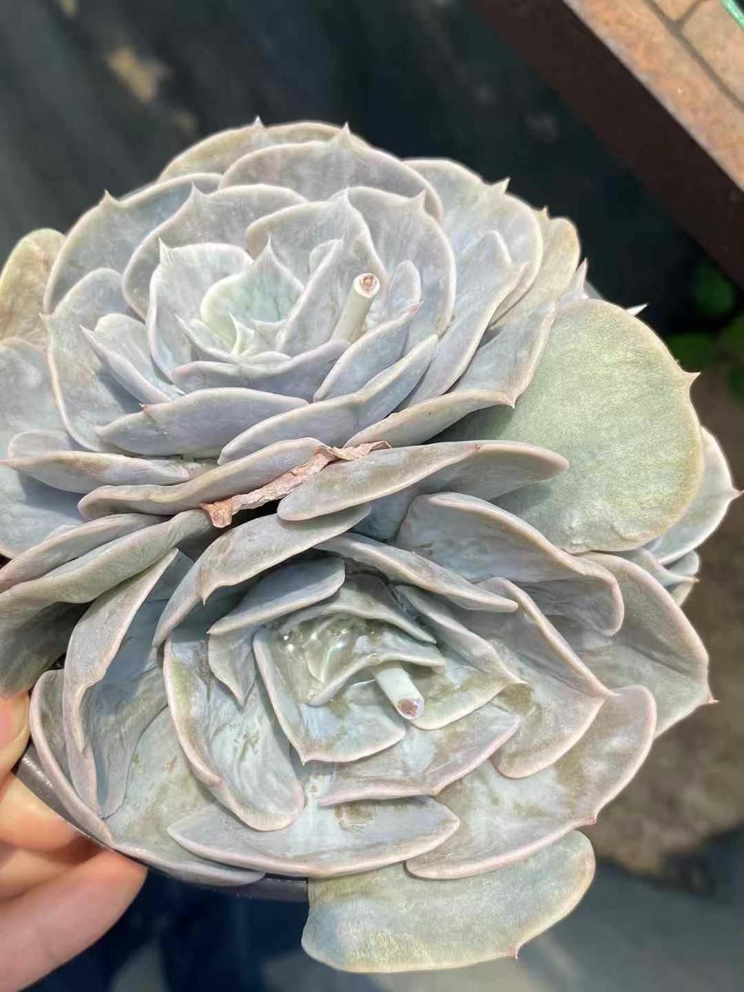 駒*子様 B5003-5　ブルミニマ錦　35株　抜き苗　多肉植物 エケベリア 韓 楽天市場】【当店農場生産】○多肉植物 エケベリア ブルーミニマ