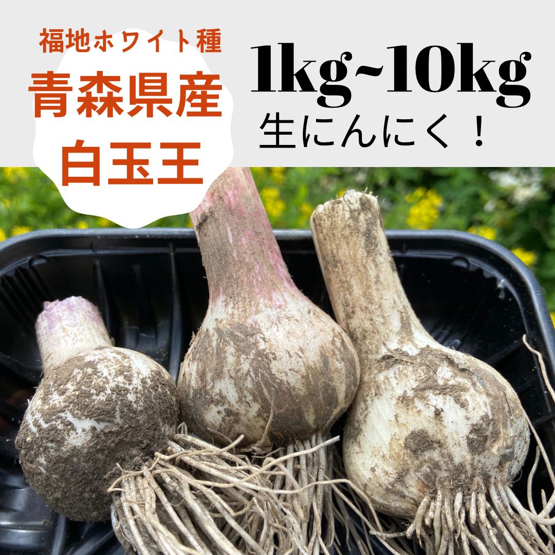 青森県産 種 ニンニク 白玉王 ２０キロ - その他