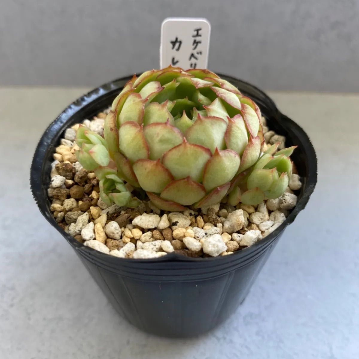 速達＊多肉植物 カット苗 エケベリア カレン 未発根 - メルカリ