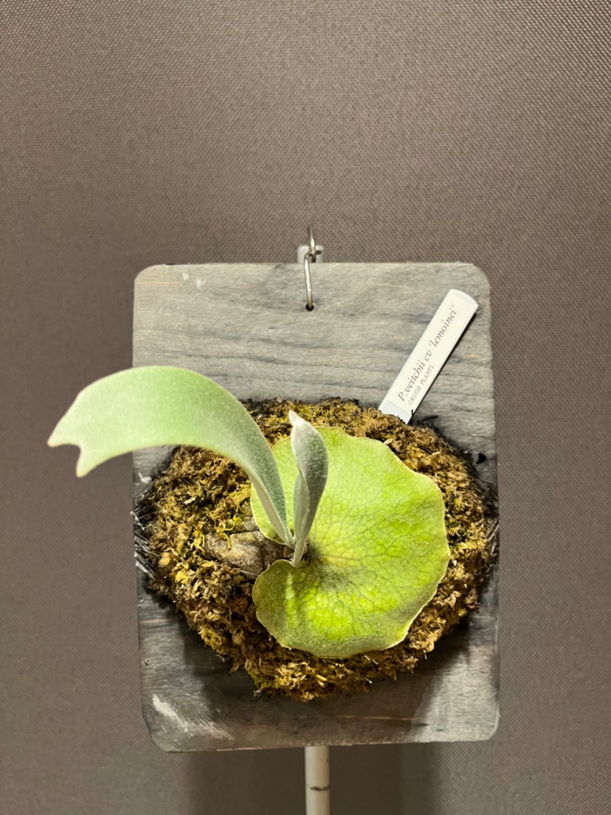 ◎◎ No shield ☆'Lemoinei'veitchii☆レア☆ P. Lemoinei no shield