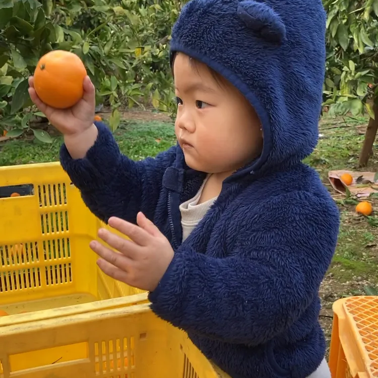 開けてびっくり！みかんの玉手箱♪ ご家庭用　箱込み約10キロ