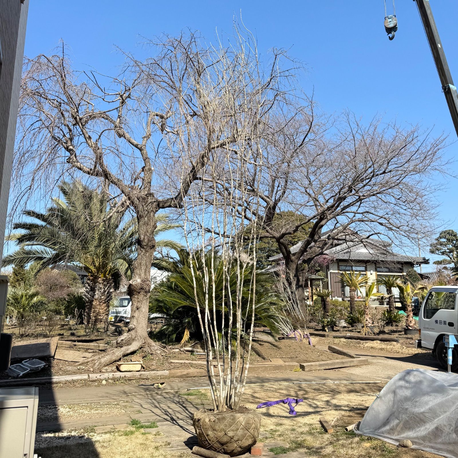 特大】4.3m 株立アオダモ - メルカリ