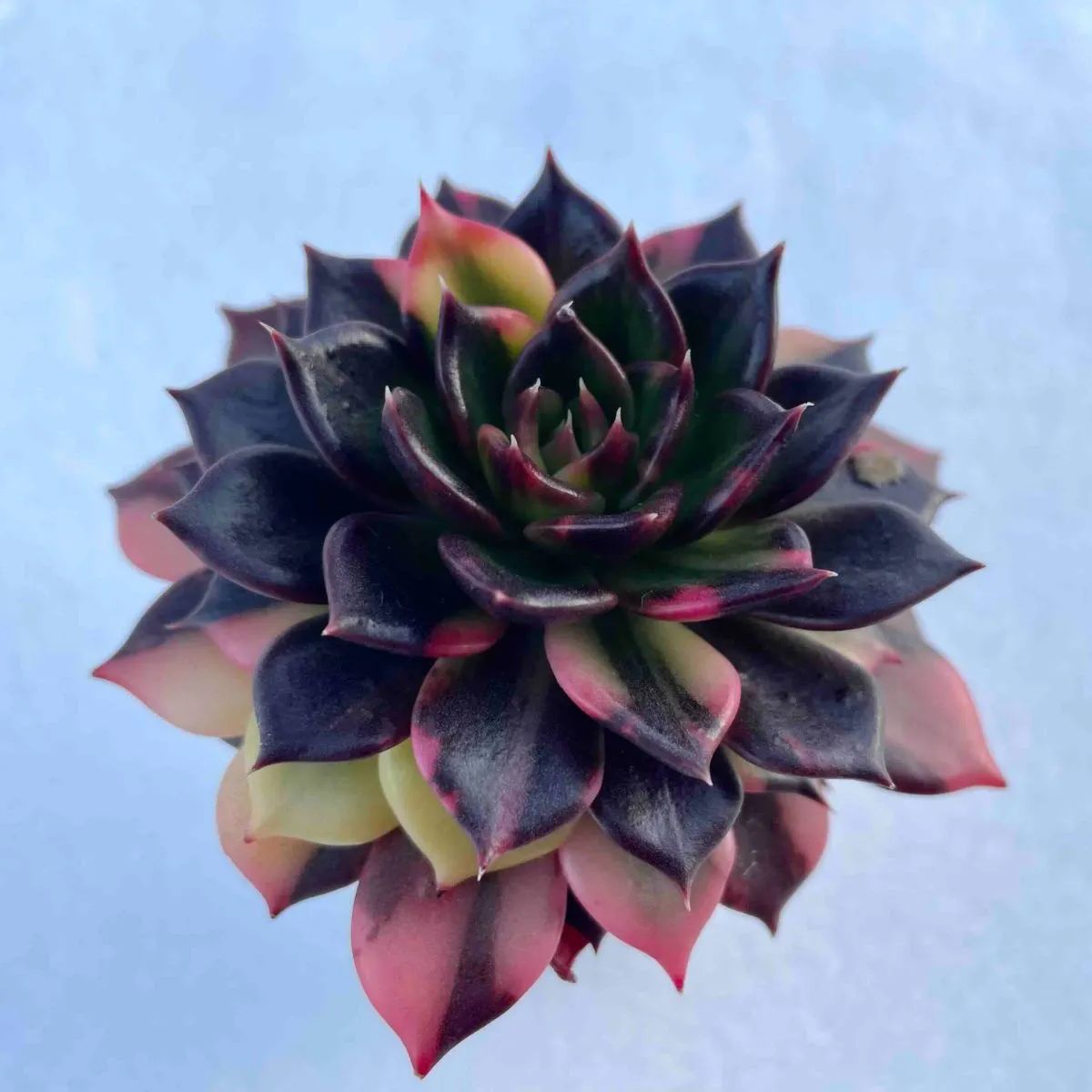 【速達付】187 ブラックピンク錦　ブラックピンクプリンス錦　輸入苗　多肉植物 ブラックプリンス錦 ベス ベイツ メルカリ便 多肉植物