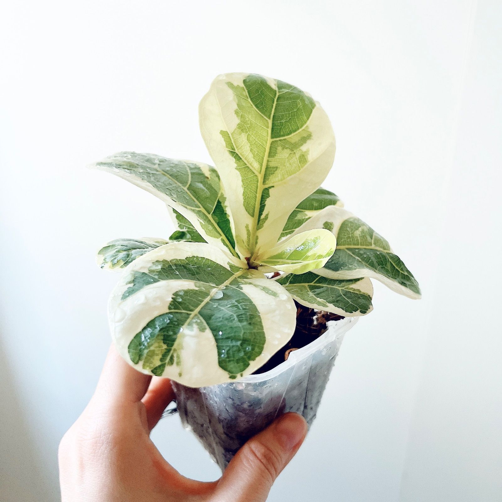 フィカス・リラータ・斑入り ペペロミア サンデルシー 斑入り Peperomia sandersii