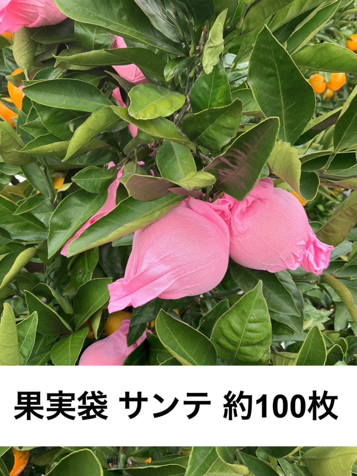 サンテ　果実袋　中古　450枚　柑橘　農業　みかん 2800枚 果実袋 サンテ S-6 18cm 黒 ミカン 日焼防止 着色促進 樹上越冬
