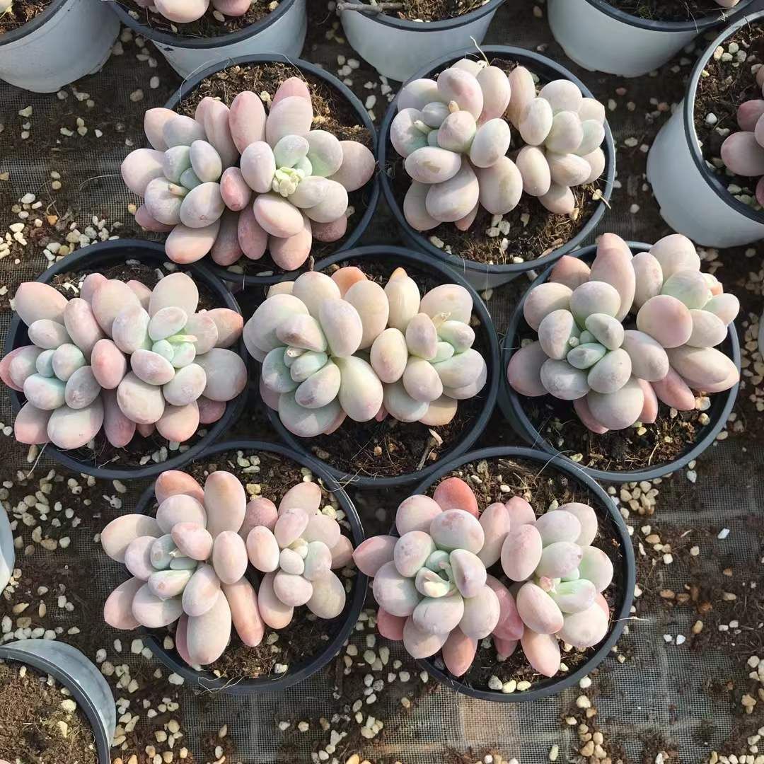 く*こ様 R552　ラッキーバブル　抜き苗　40株　多肉植物 エケベリア 韓国苗 grko.jpg