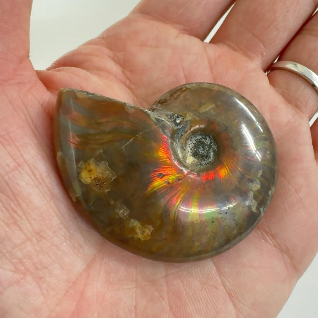 E31087】レッドファイヤーアンモナイト 化石 クリオニセラス