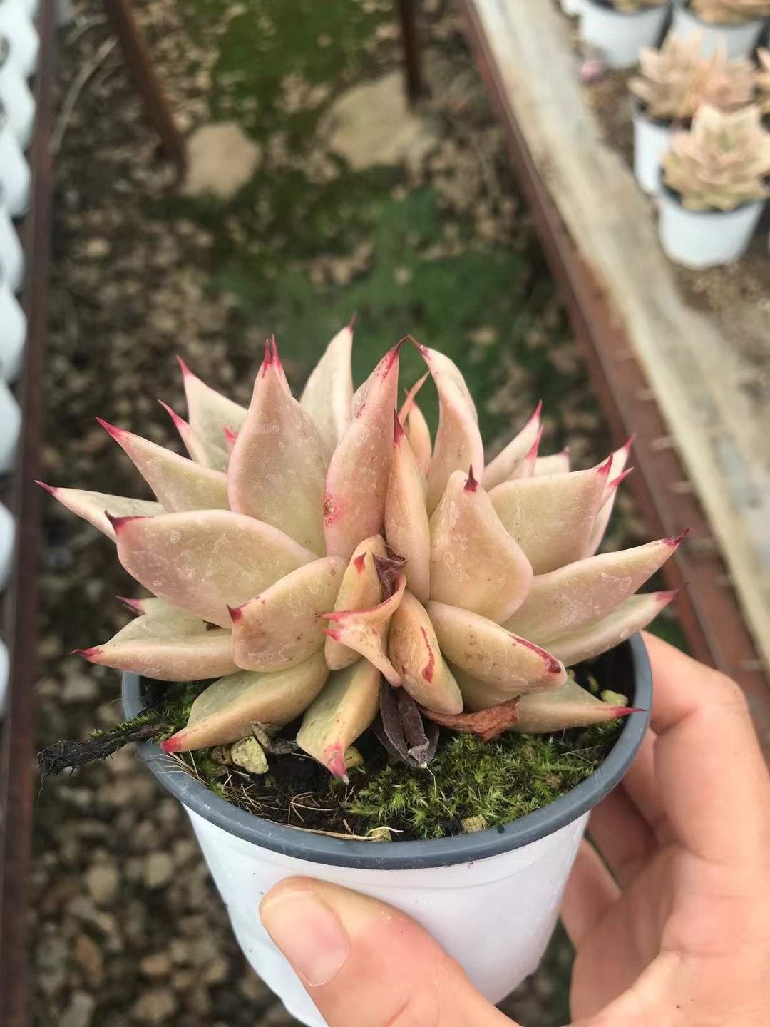 ホシホシニシキダブル