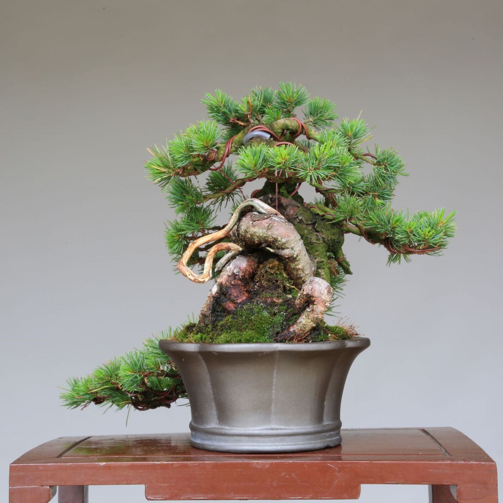 吾妻五葉松／峰吾妻 』極短葉／半懸崖／上下14㎝／五葉松／小品