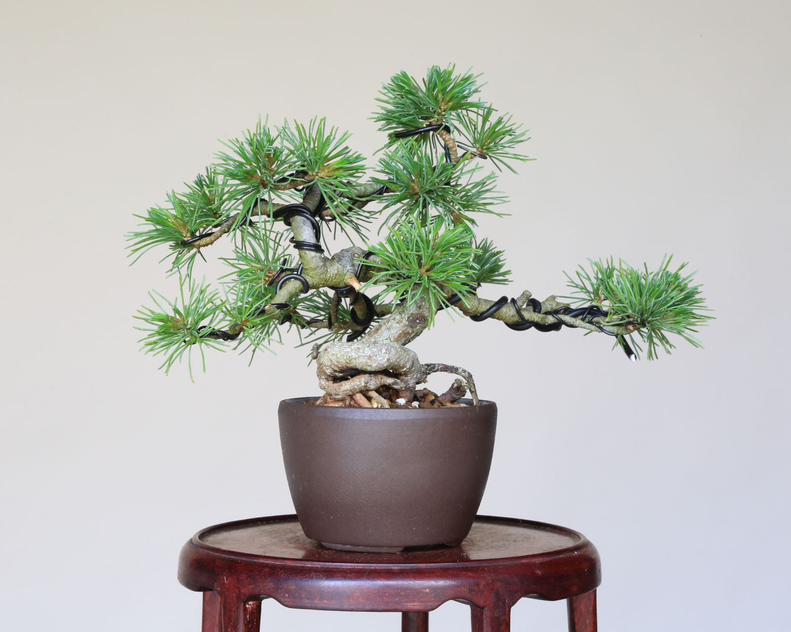 現品 盆栽