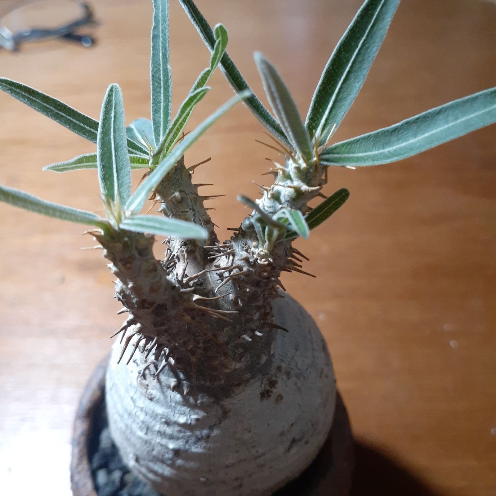 ペラルゴニウム　トリステ　現地球　発根済 ペラルゴニウム トリステ 現地球 発根済み 【公式通販】