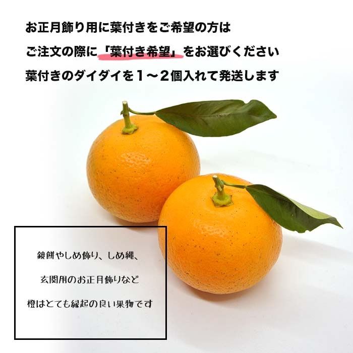 12月20日より順次発送】オトメさんの橙（だいだい) 2.5kg 広島県産