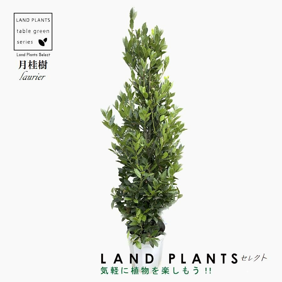 イチョウまな板 切り株から丁寧に作ってみました！プロも認める！使い