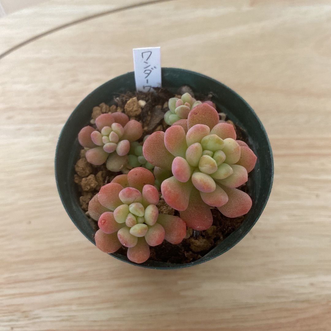 多肉植物ワンダーワンダー2 抜き苗 - メルカリ