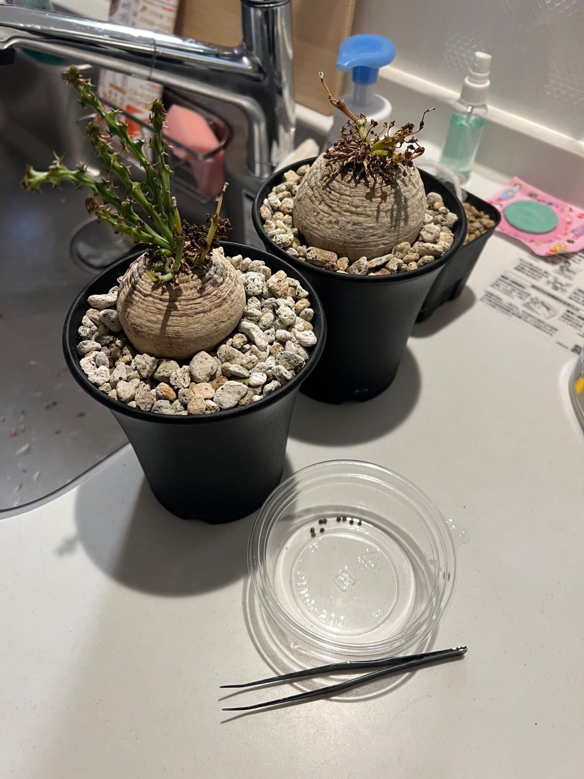 ユーフォルビア デシドゥア 新鮮な種子5粒(6月19日採取) 7月19日