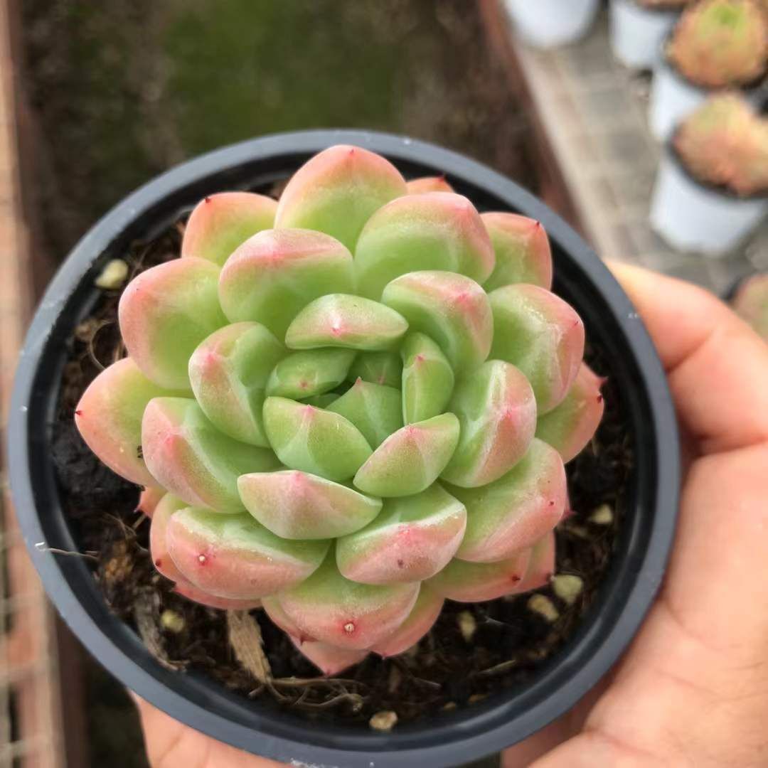 SKL1201×36 リョクアイシングル 抜き苗 多肉植物 アエオニウム エケベリア 韓国苗 WWW_NOITHATQUANGTHANH_NET