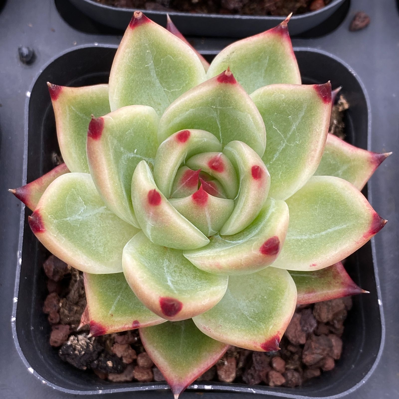 特価 抜き苗 ブルードラゴン LB1309×40株 ふっくら 多肉植物