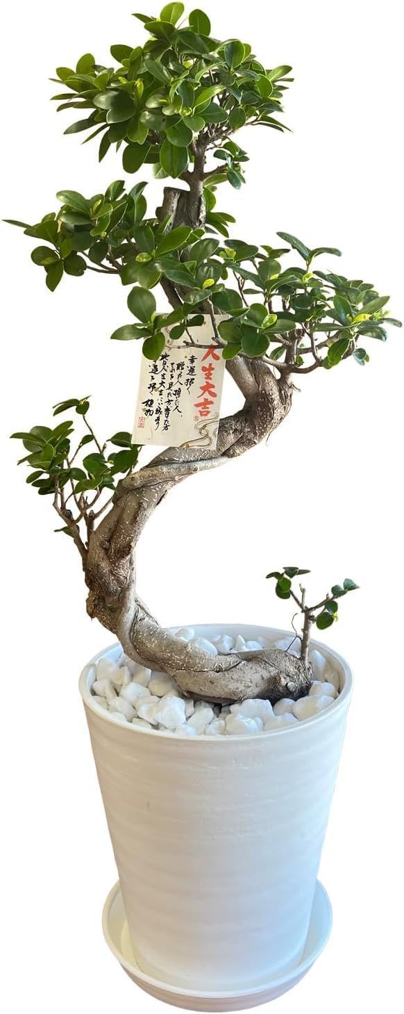商品 大型 大きい ガジュマル 観葉植物 本物 お祝い 開店祝い 花のギフト社 8号 ガジュマルの木 観葉