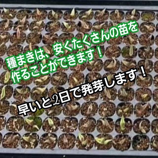 アガベ オテロイ 種子【50粒】 優良血統厳選 オアハカ メキシコ産 鮮度