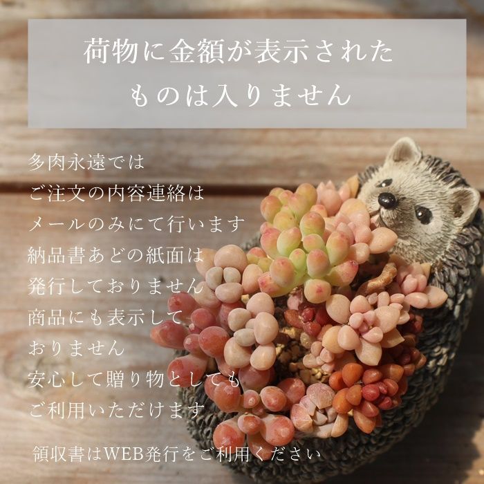 アエオニウム ダヴィンチローズ①⭐️レア品種 燃えつき
