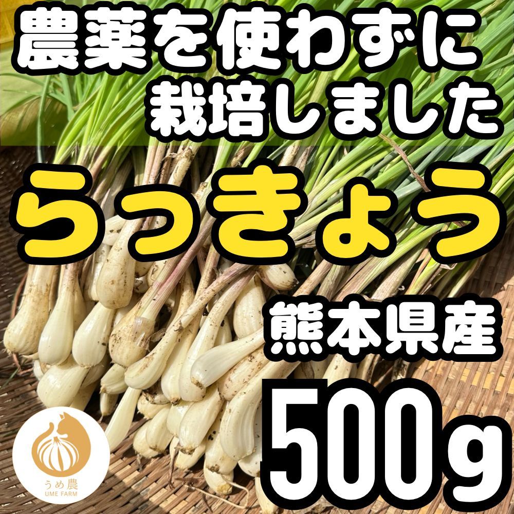 貴重！寺司勝次郎【虹】2000年4/100