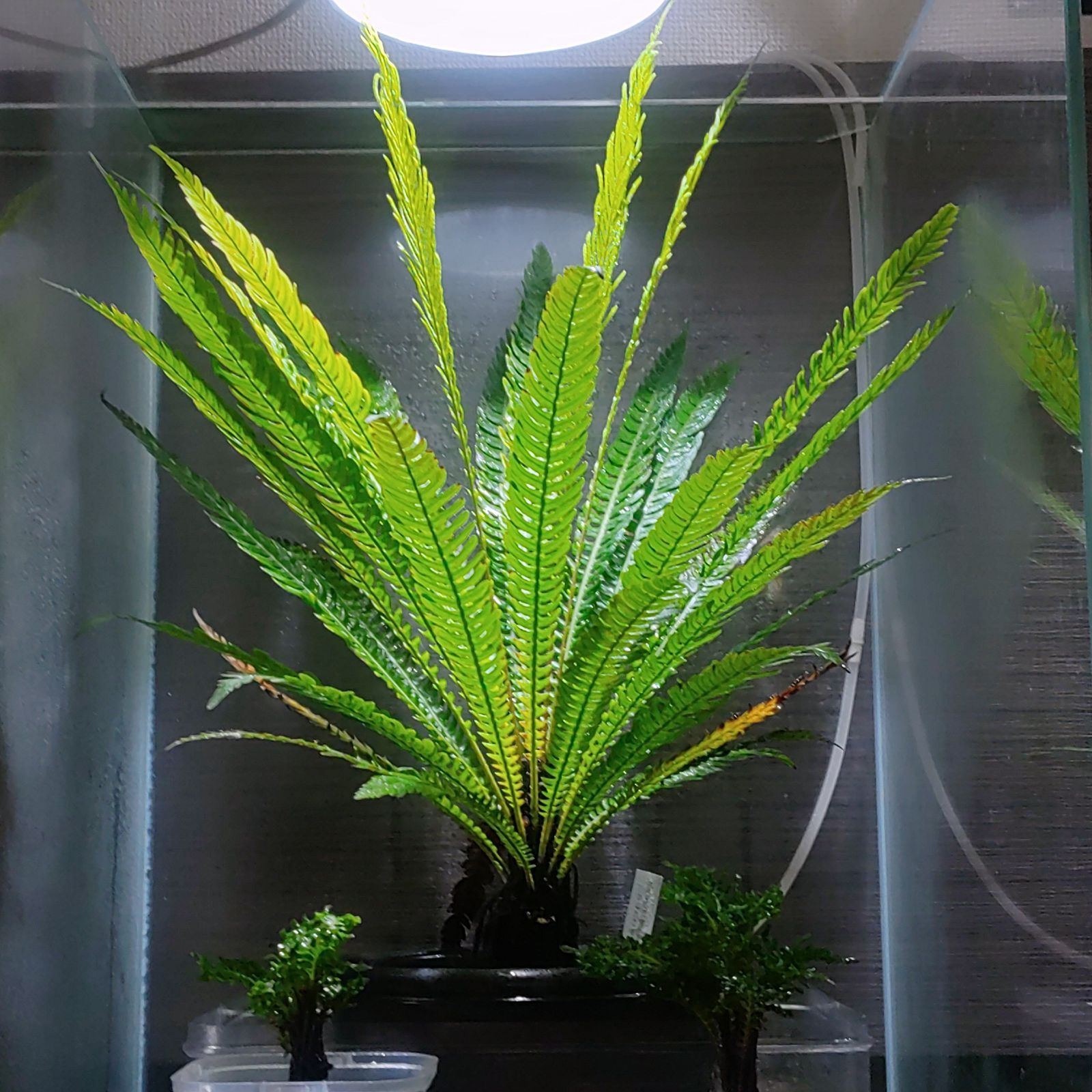 Blechnum obtusatum var. obtusatum no.7ブレクナム オブツサタム var