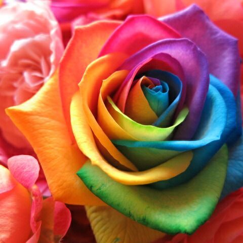 レインボーローズ 花束 レインボーローズ5本入り お花 デザイナーにおまかせ 花束