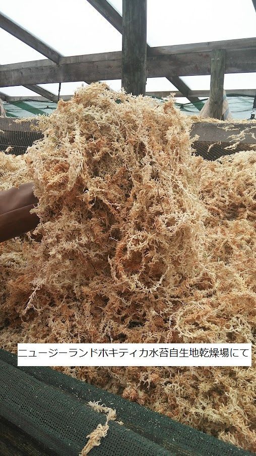 ニュージーランド産水苔AAAAA250g （ニュージーランド産水