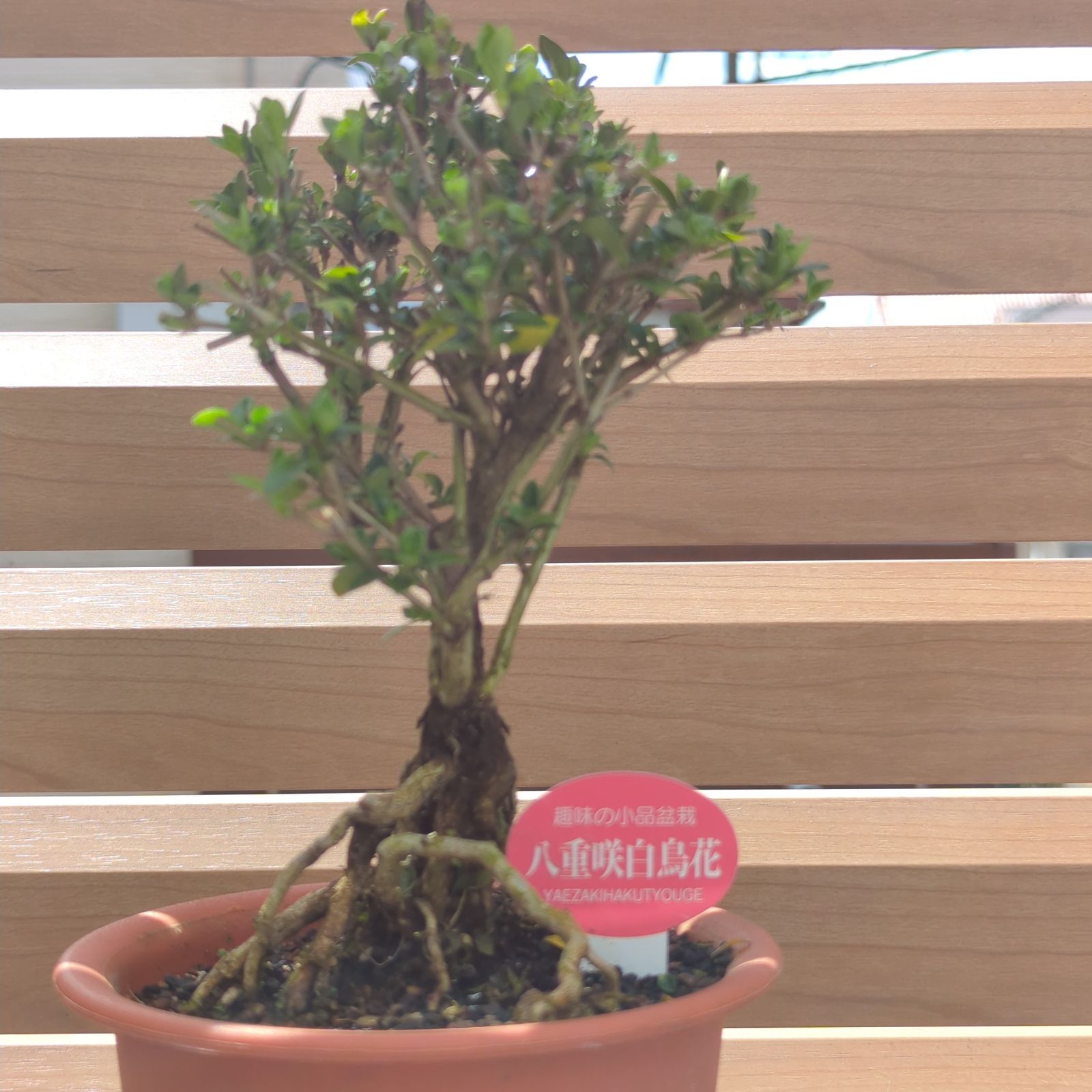 盆栽(品種不明) 八重咲白鳥花 根上りミニ盆栽 - メルカリ