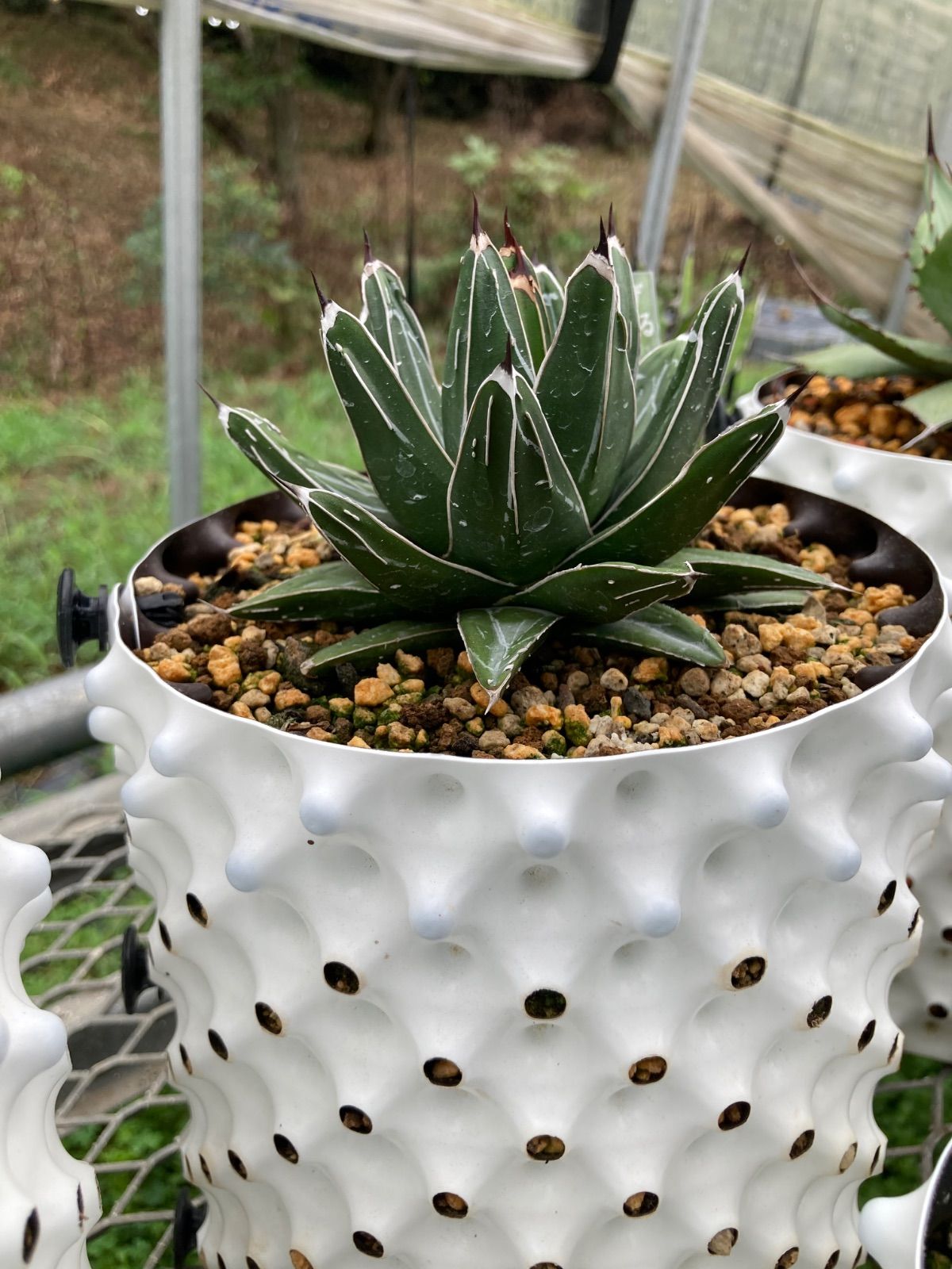 ハイブリッド　アガベ　甲蟹X 曙光　種子　ドラゴンアガベ 曙光 ハイブリッド イシスメンシス シジゲラ アガベ 甲蟹 アガベ