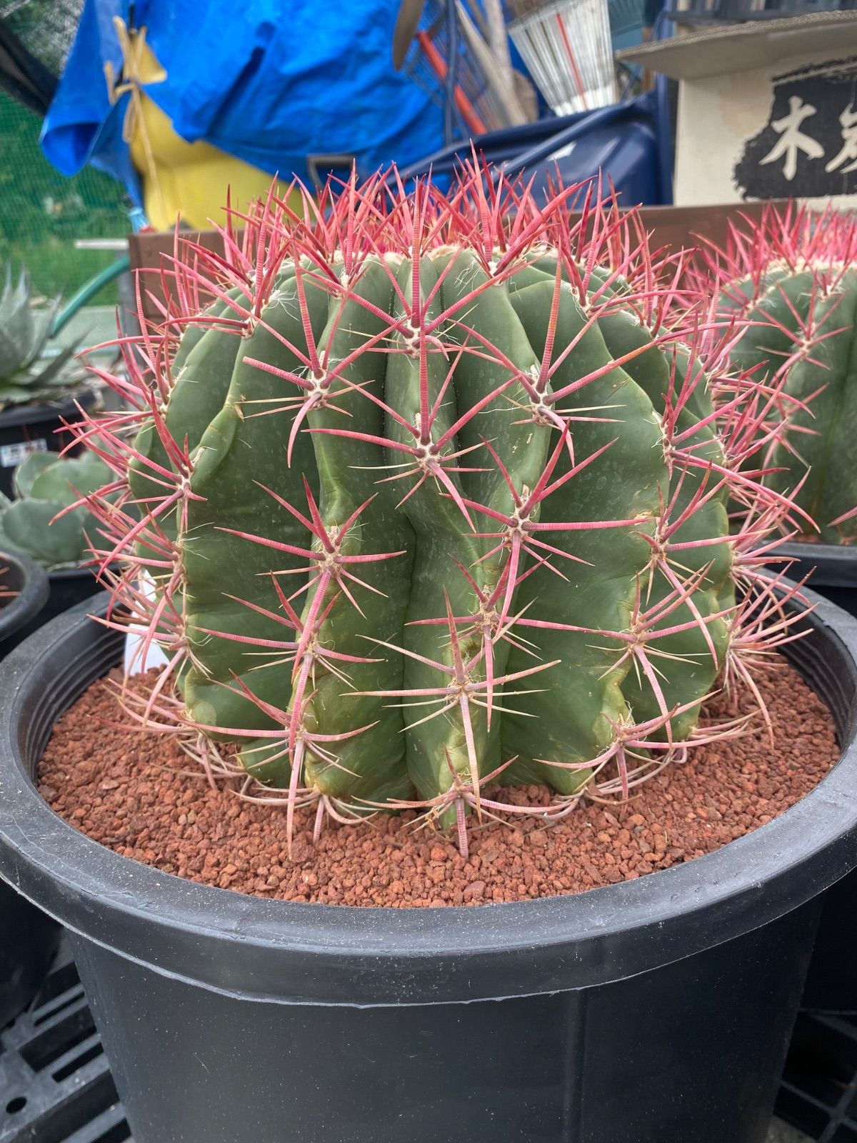 （ナッシーさま）ギムノカリキウム、苗フルセット　ブルチー、アンドレアエ、モスティ ナッシーさま）ギムノカリキウム、苗フルセット ブルチー、アンドレア