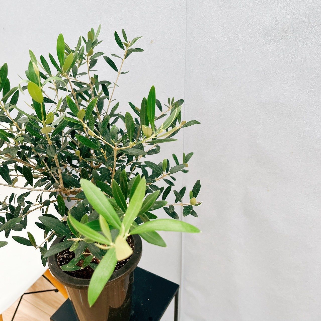 現品］30番 創樹 オリーブ ネバディロブランコ 6号 観葉植物