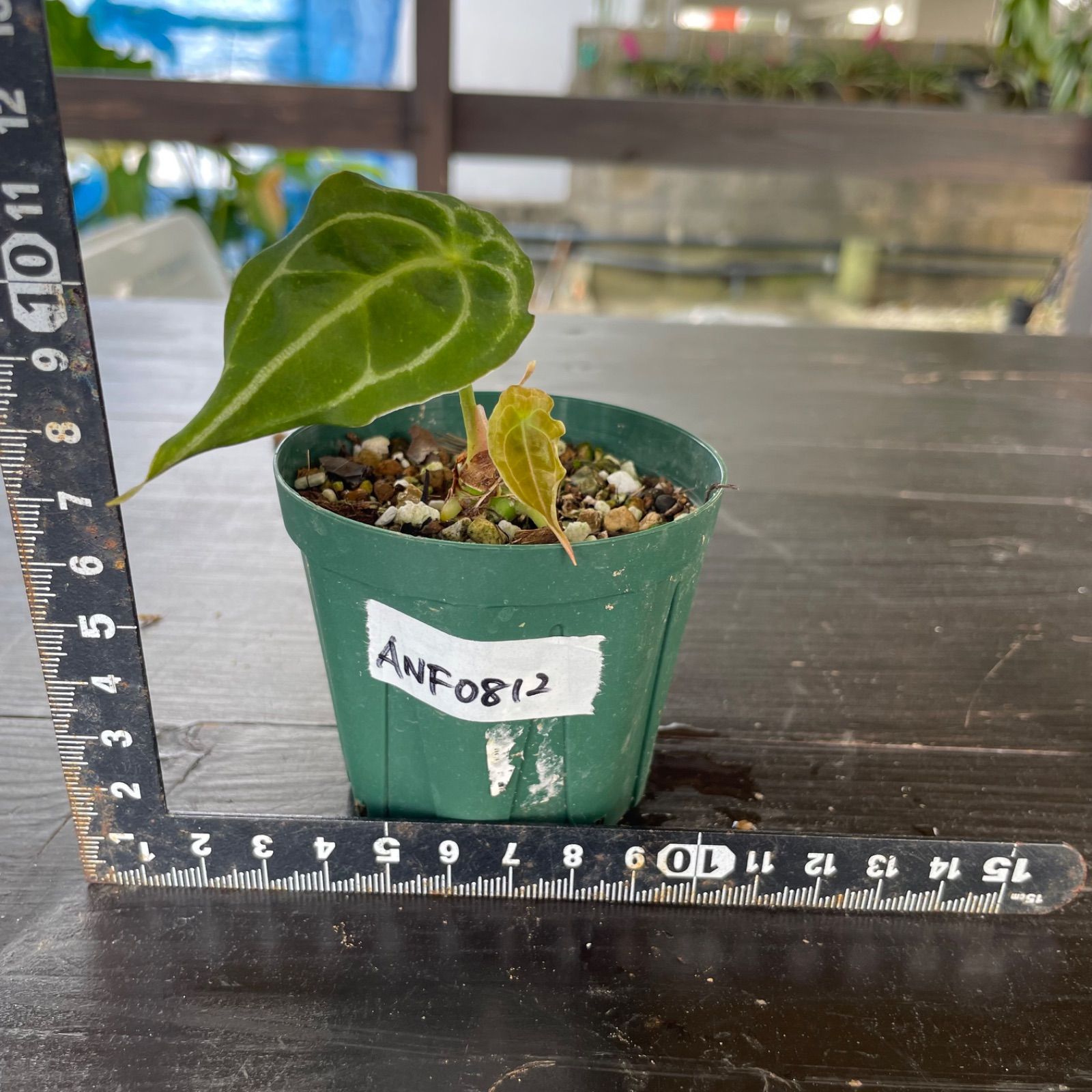 Anthurium forgetii アンスリウム フォルゲッティ （大）