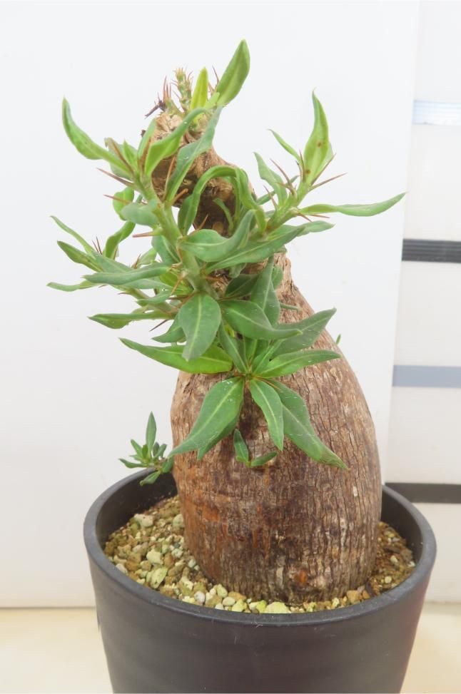 2356 「塊根植物」パキポディウム ビスピノーサム 植え【発根未確認・Pachypodium bispinosum・安定開始・多肉植物】 - メルカリ