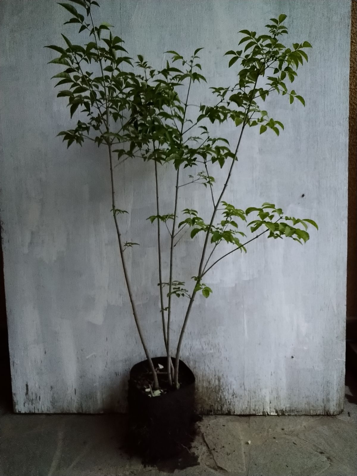 アオダモ株立ち⑮