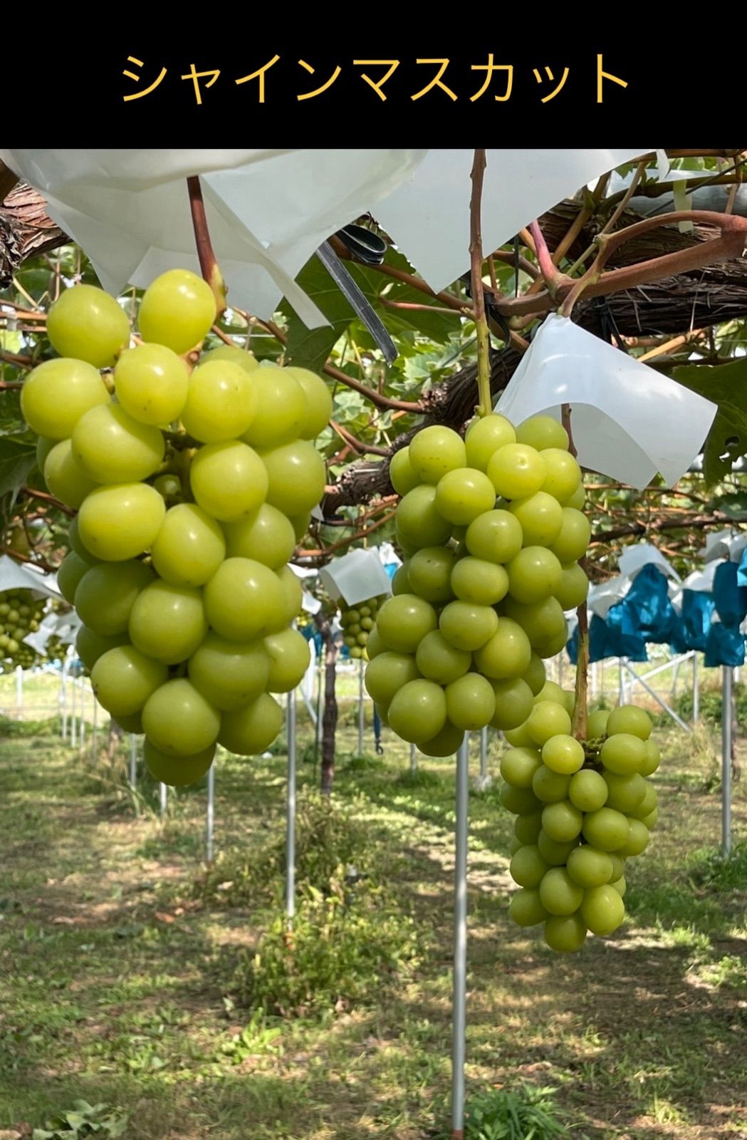 シャインマスカット 長野県産4キロ 【公式通販】