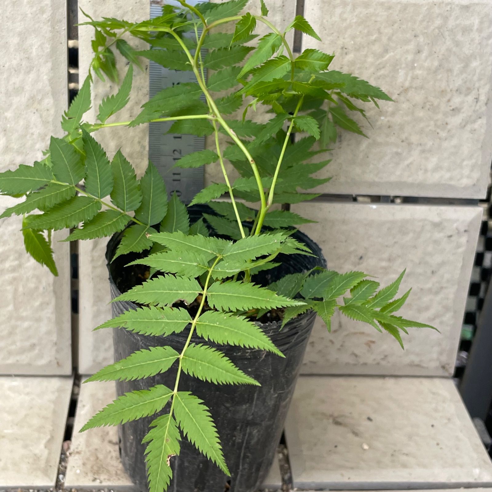 チンシバイ　庭ナナカマド 超大苗 ⑧落葉低木❣️ニワナナカマド(チンシバイ)♡抜き苗 10.5cmポット入り