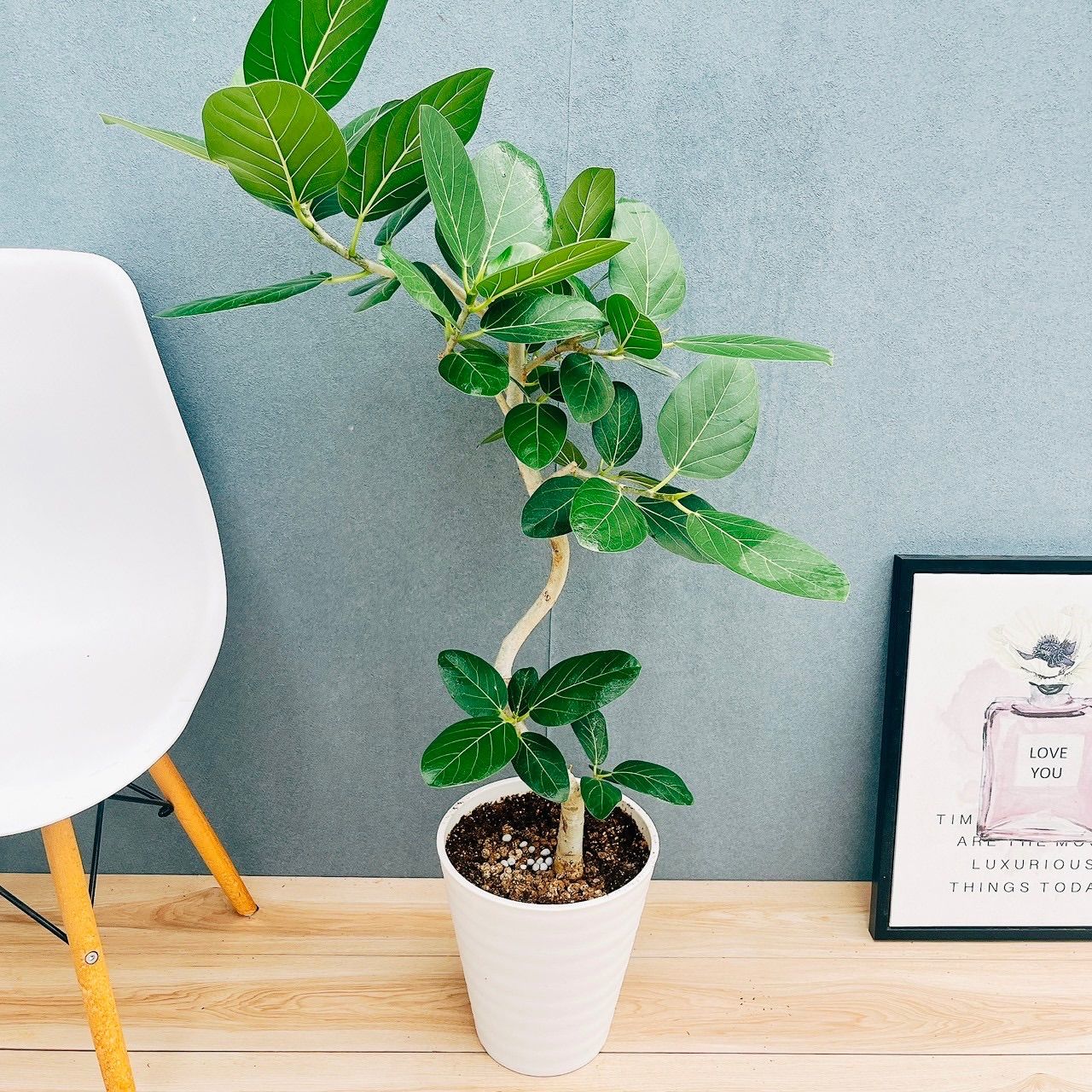 ［現品］27番 フィカス ベンガレンシス 曲がり 8号 観葉植物 室内 大型 ゴムの木 人気