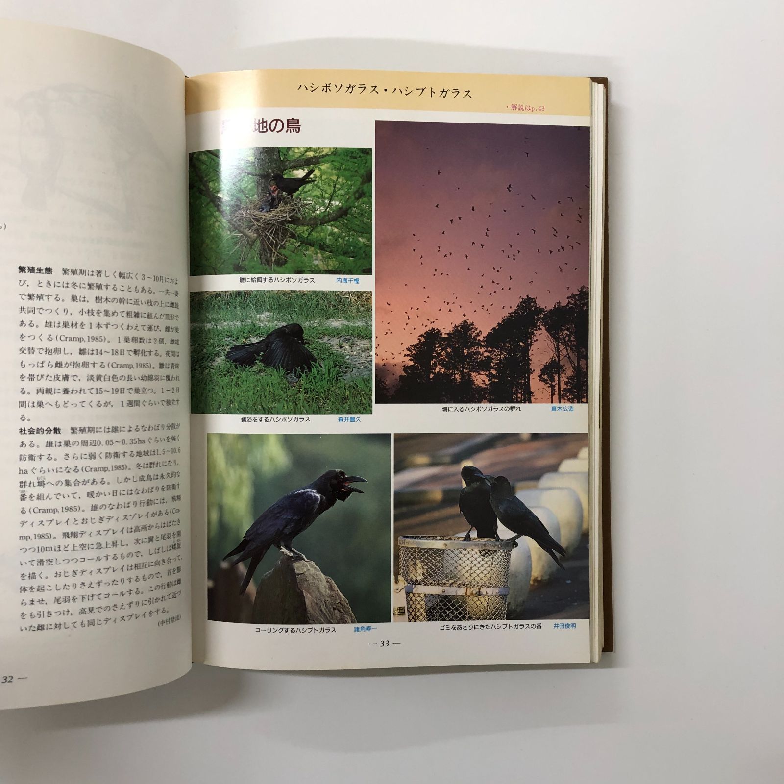 本 ◇[K]原色日本野鳥生態図鑑 陸鳥編 中村 登流; 中村 雅彦