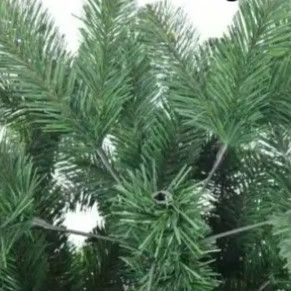 松ぼっくり クリスマス