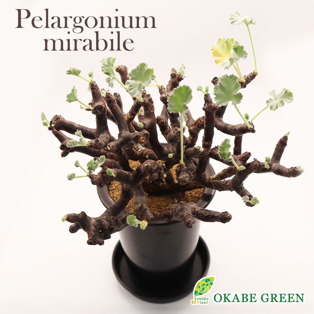 観葉植物 ぺラルゴ二ウム ミラビレ 現品 4号 黒プラスチック鉢 受皿付 塊根植物