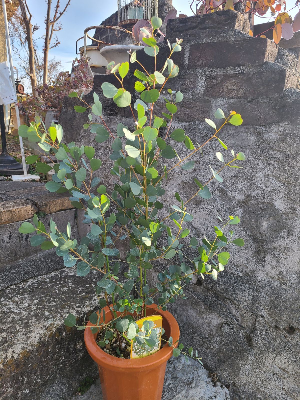 まとめ買い】 ③ ユーカリウェブステリアナ 7号 最高等級 植物/観葉