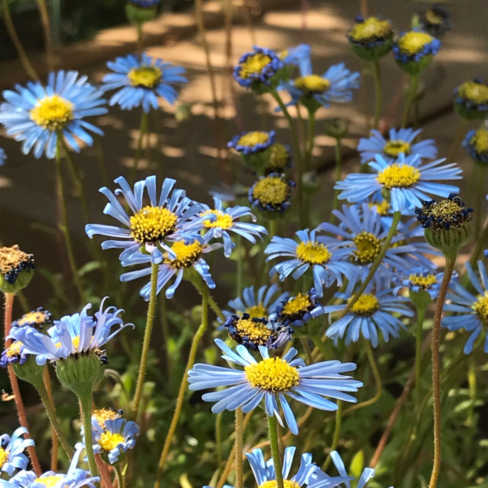 ❀ キングフィッシャーデージー 50粒 増量中!! 花の種 ❀ キングフィッシャーデージー 50粒 増量中!! 花の種
