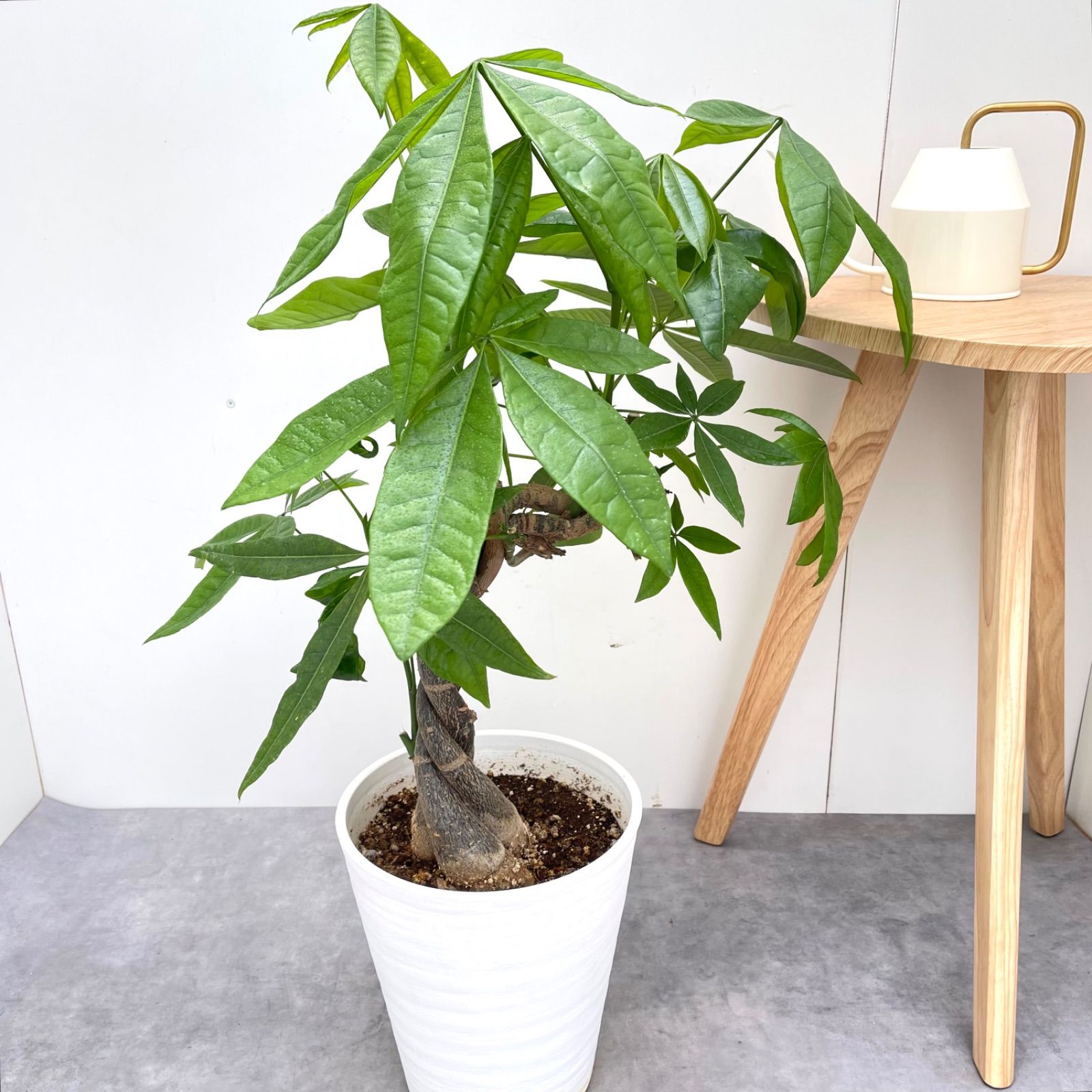 観葉植物