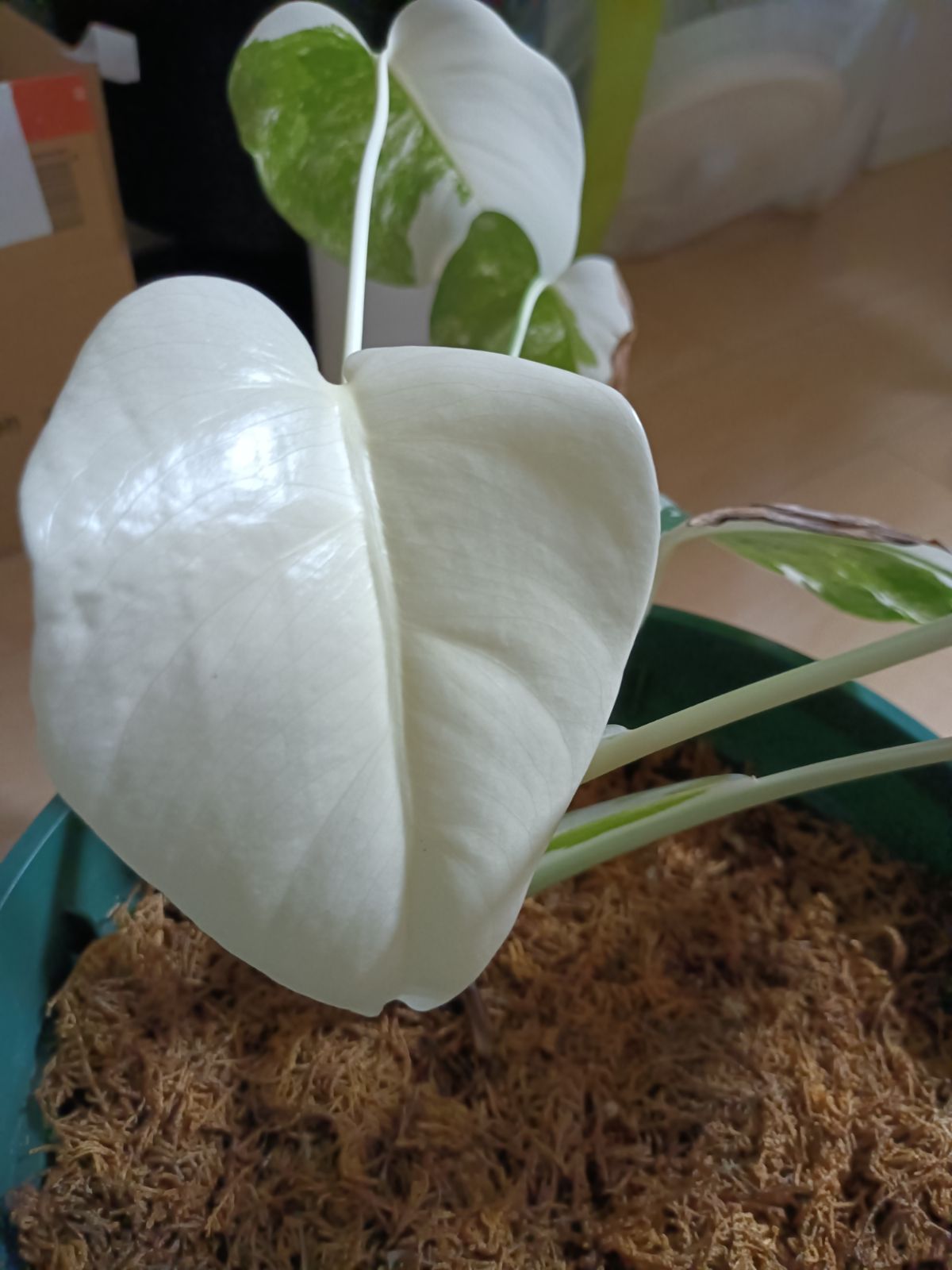 斑入りモンステラ 超美品