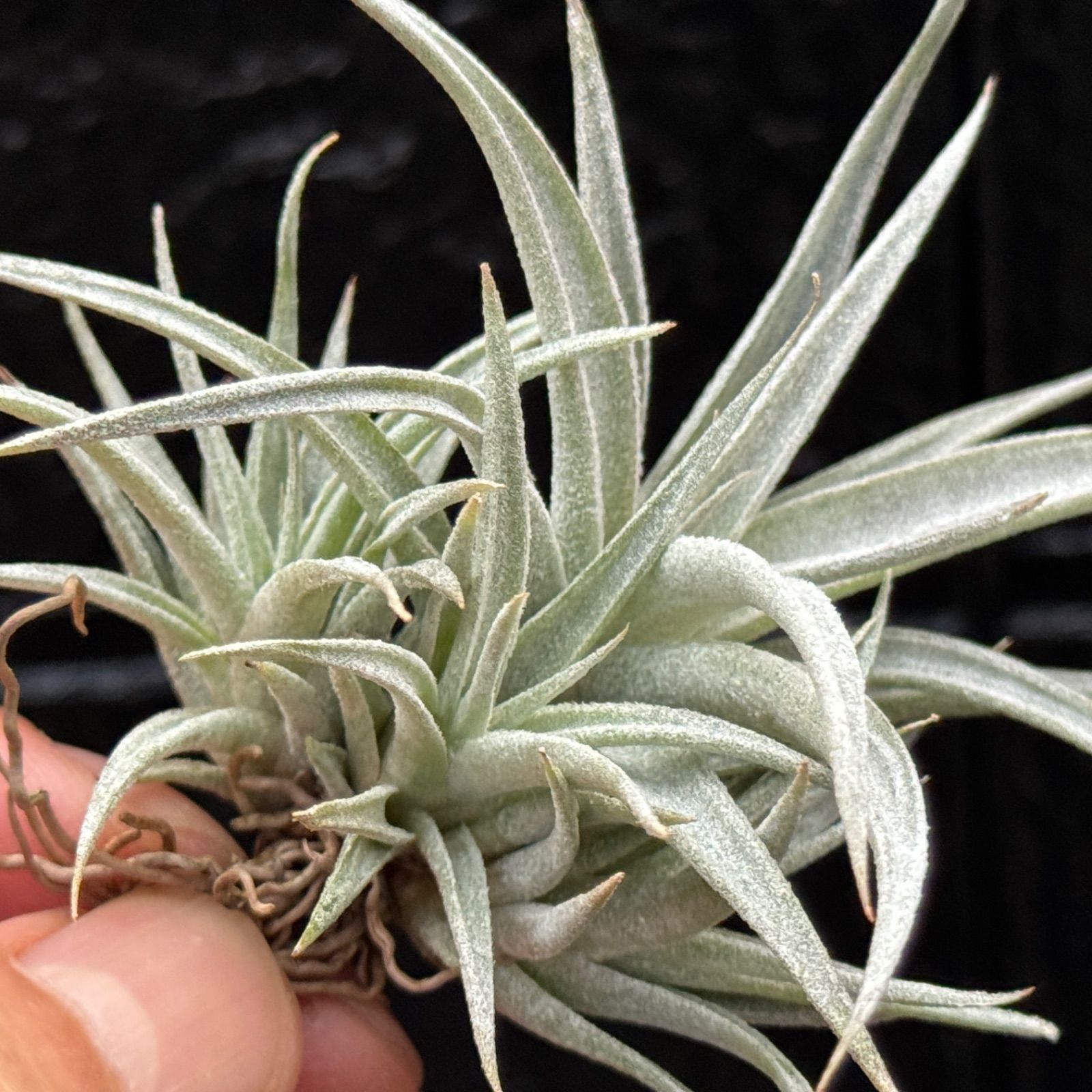 クランプ＊ チランジア チアペンシス Tillandsia chiapensis