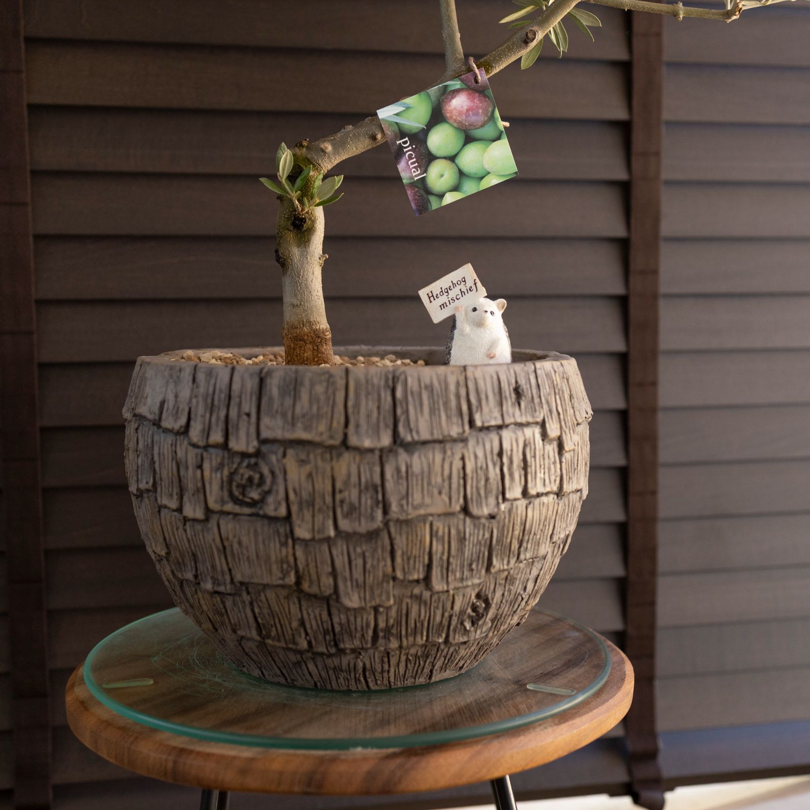 オリーブ ピクアル オリーブの木 創樹 幹太souju 7号 SOUJU】オリーブ