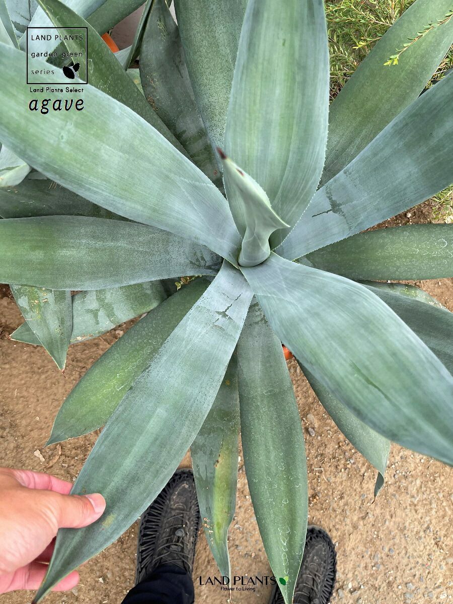 アオノリュウゼツラン（アガベ） 10号 プラスチック鉢 1鉢 アロエ アガベ リュウゼツラン アオノ Agave american - メルカリ